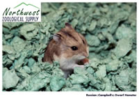 Russian (Campbell's) dwarf hamster