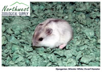 Djungarian dwarf hamster