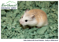 husky Robo dwarf hamster