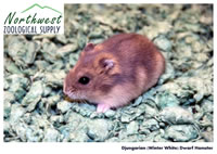 Djungarian dwarf hamster