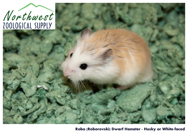 robo dwarf hamster