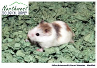 marbled Robo dwarf hamster