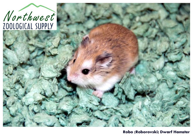 Hamsters for Sale: Dwarf Djungarian Hamsters for Sale