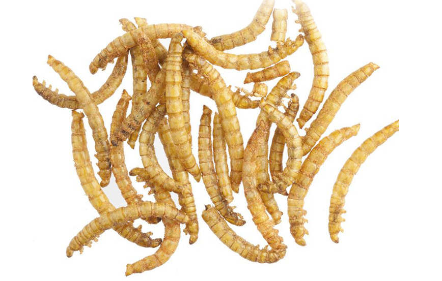 Feeders_MealWorms