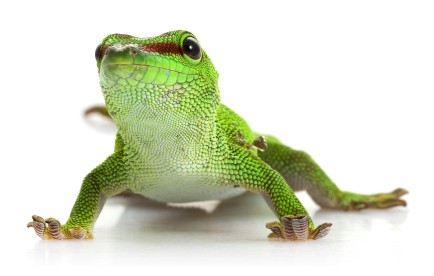 Lizard_Gecko