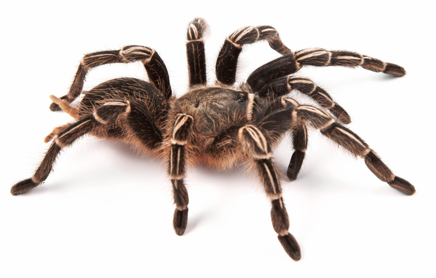 Tarantula_Other