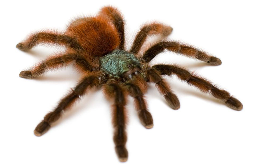Tarantula_Pinktoe