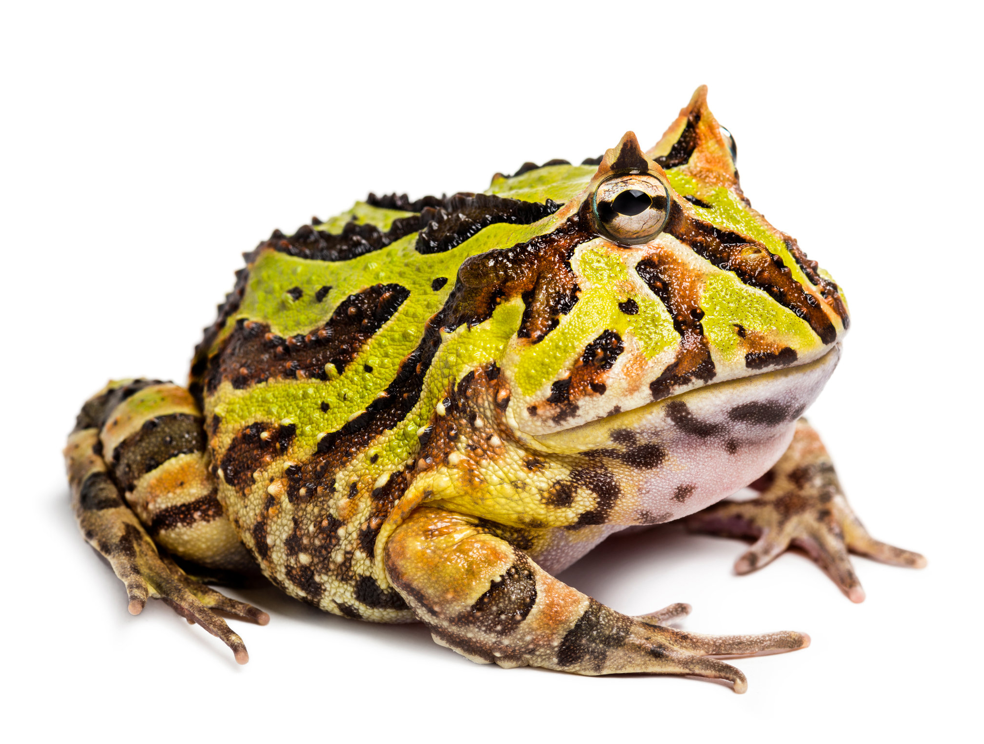 frog-ornatehorned-right