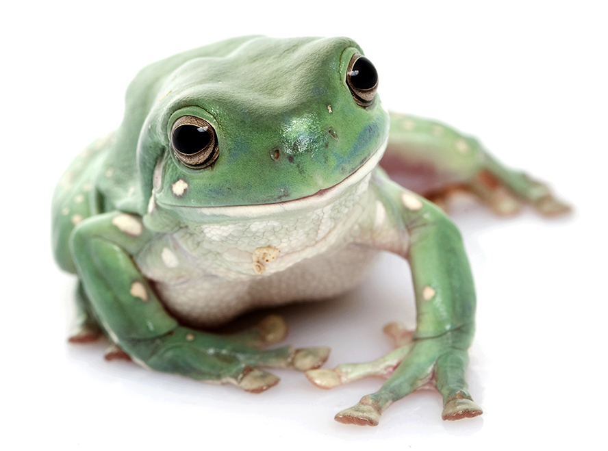 Whites-tree-Frog